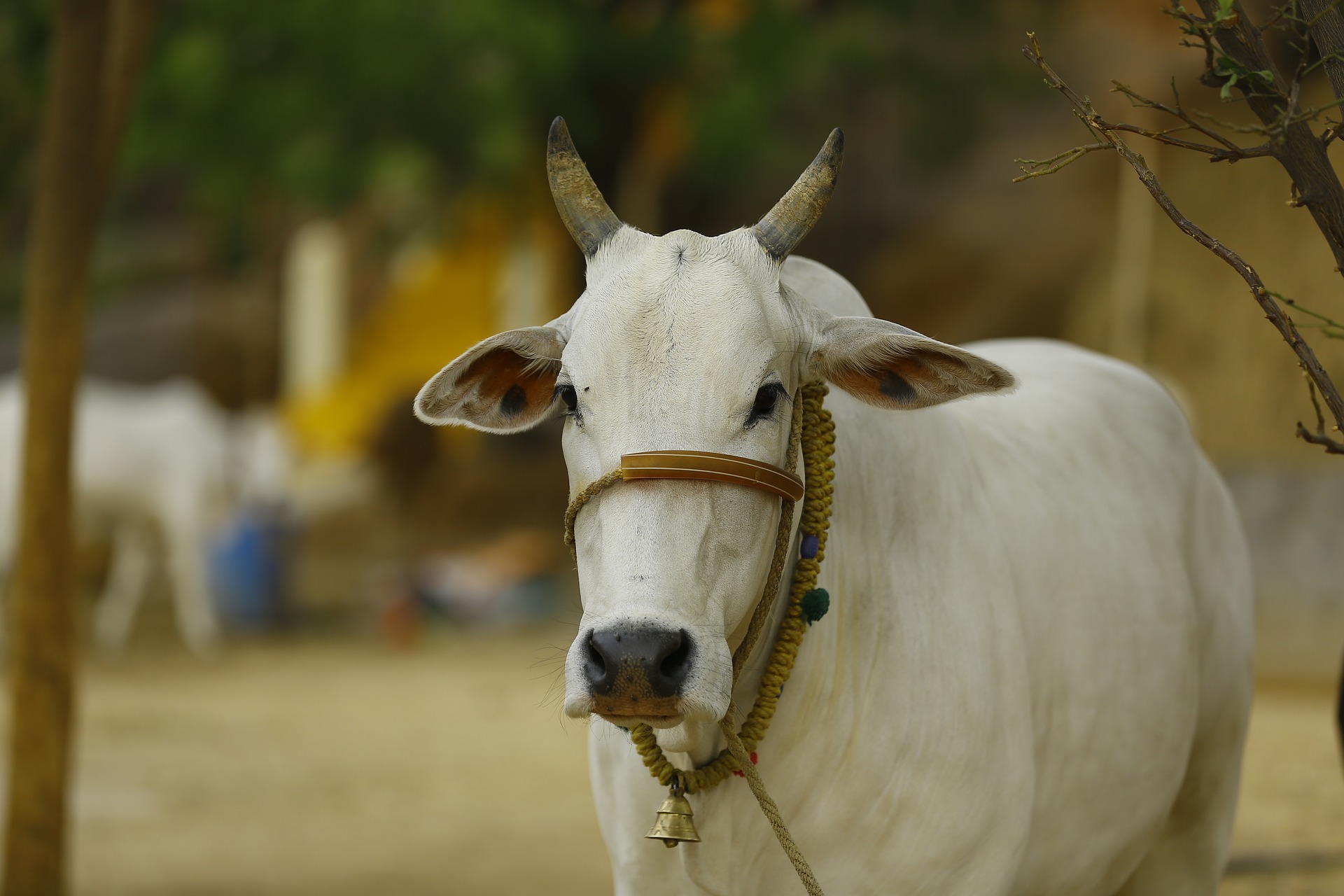 indian-cow-g090ec595d_1920